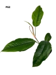 Philodendron geniculatum - L