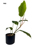 Philodendron geniculatum - L