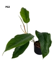 Philodendron geniculatum - L