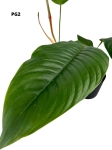 Philodendron geniculatum - L