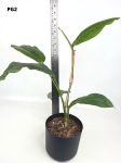 Philodendron geniculatum - L