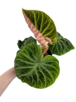 Philodendron verrucosum compact - M