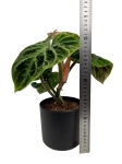Philodendron verrucosum compact - M