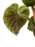 Philodendron verrucosum compact - M
