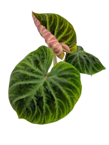 Philodendron verrucosum compact - M