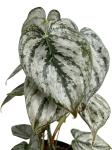 Philodendron brandtianum - M