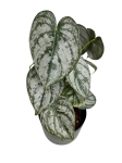 Philodendron brandtianum - M