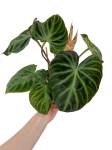 Philodendron verrucosum - L