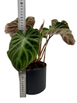 Philodendron verrucosum - L