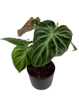 Philodendron verrucosum - L