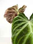 Philodendron verrucosum - L