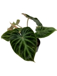 Philodendron verrucosum - L