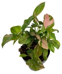 Syngonium Red spot - M