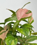 Syngonium Red spot - M