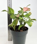 Syngonium Red spot - M