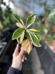 Hoya carnosa 'Albomarginata'
