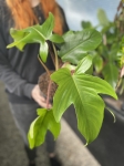 Philodendron squamiferum