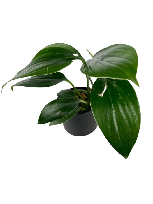 Rhaphidophora decursiva - M