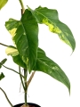 Philodendron domesticum variegata - XL