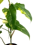 Philodendron domesticum variegata - XL