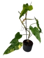 Philodendron domesticum variegata - XL
