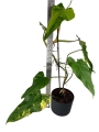 Philodendron domesticum variegata - XL