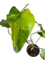 Philodendron domesticum variegata - XL