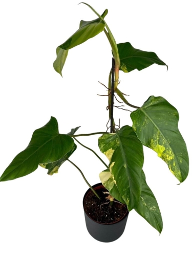 Philodendron domesticum variegata - XL