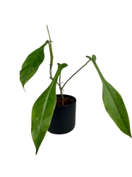 Philodendron Joepii - L