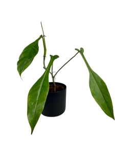 Philodendron Joepii - L