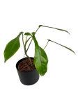 Philodendron Joepii - L