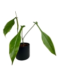 Philodendron Joepii - L