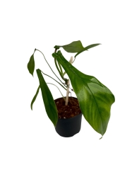 Philodendron Joepii - M