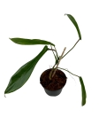 Philodendron Joepii - M