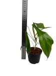 Philodendron Joepii - M