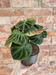 Philodendron verrucosum compact - M