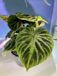 Philodendron verrucosum compact - M