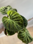 Philodendron verrucosum compact - M