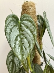 Philodendron brandtianum - L