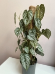 Philodendron brandtianum - L