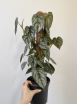 Philodendron brandtianum - L
