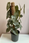 Philodendron brandtianum - L