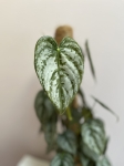 Philodendron brandtianum - L