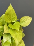 Homalomena Lemon Lime