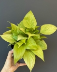Homalomena Lemon Lime