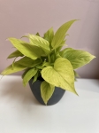 Homalomena Lemon Lime