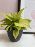 Homalomena Lemon Lime