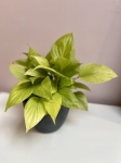 Homalomena Lemon Lime