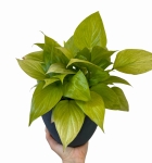 Homalomena Lemon Lime