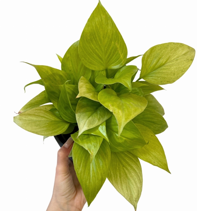 Homalomena Lemon Lime